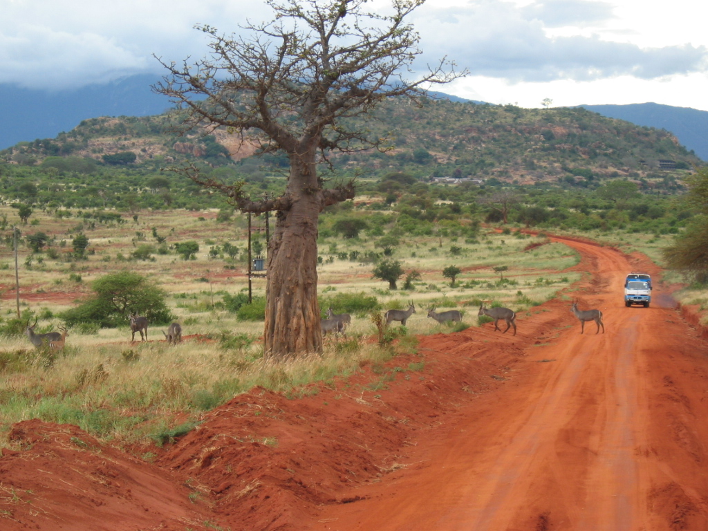 Tsavo: elefanti rossi e sorgenti cristalline in Kenya | Secret World Trip Planner