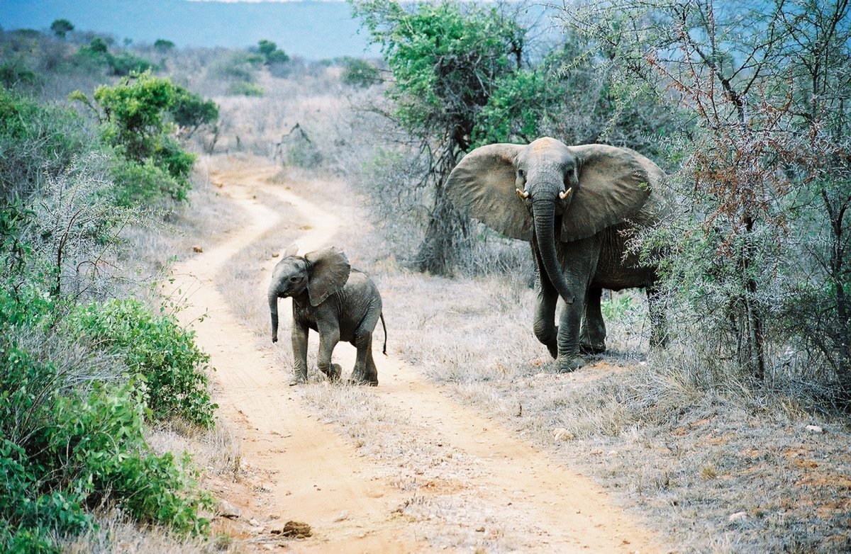 Tsavo : éléphants rouges et sources cristallines au Kenya | Secret World Trip Planner