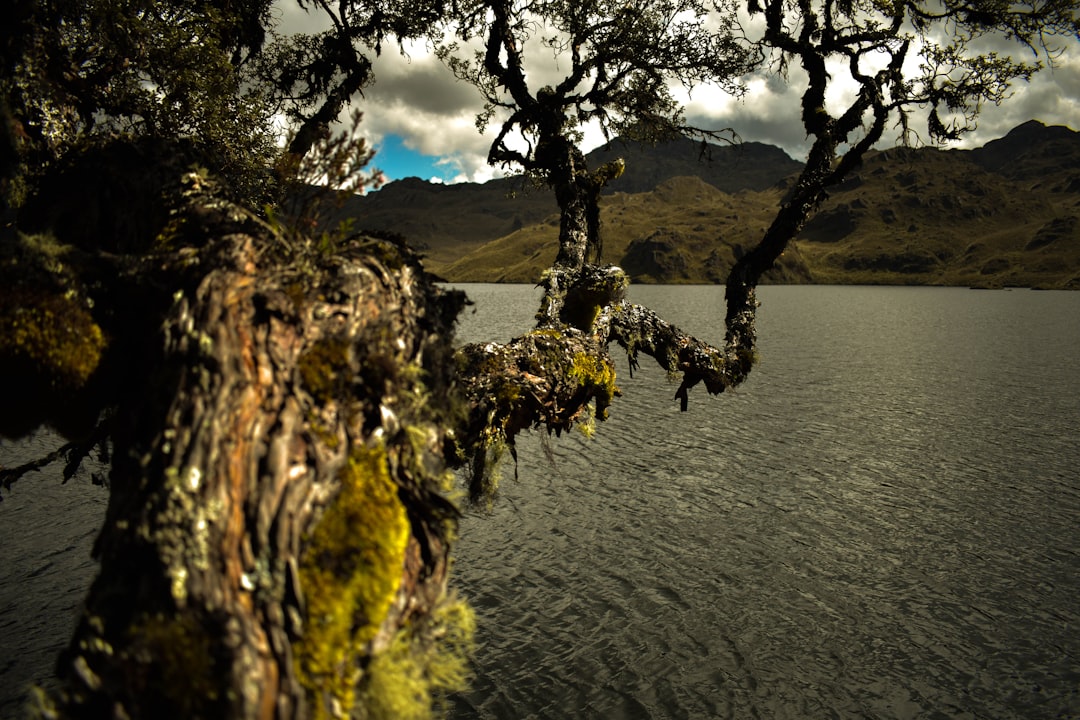 Découvrez Árbol : un coin de nature en Équateur - Tabacundo | Secret World Trip Planner