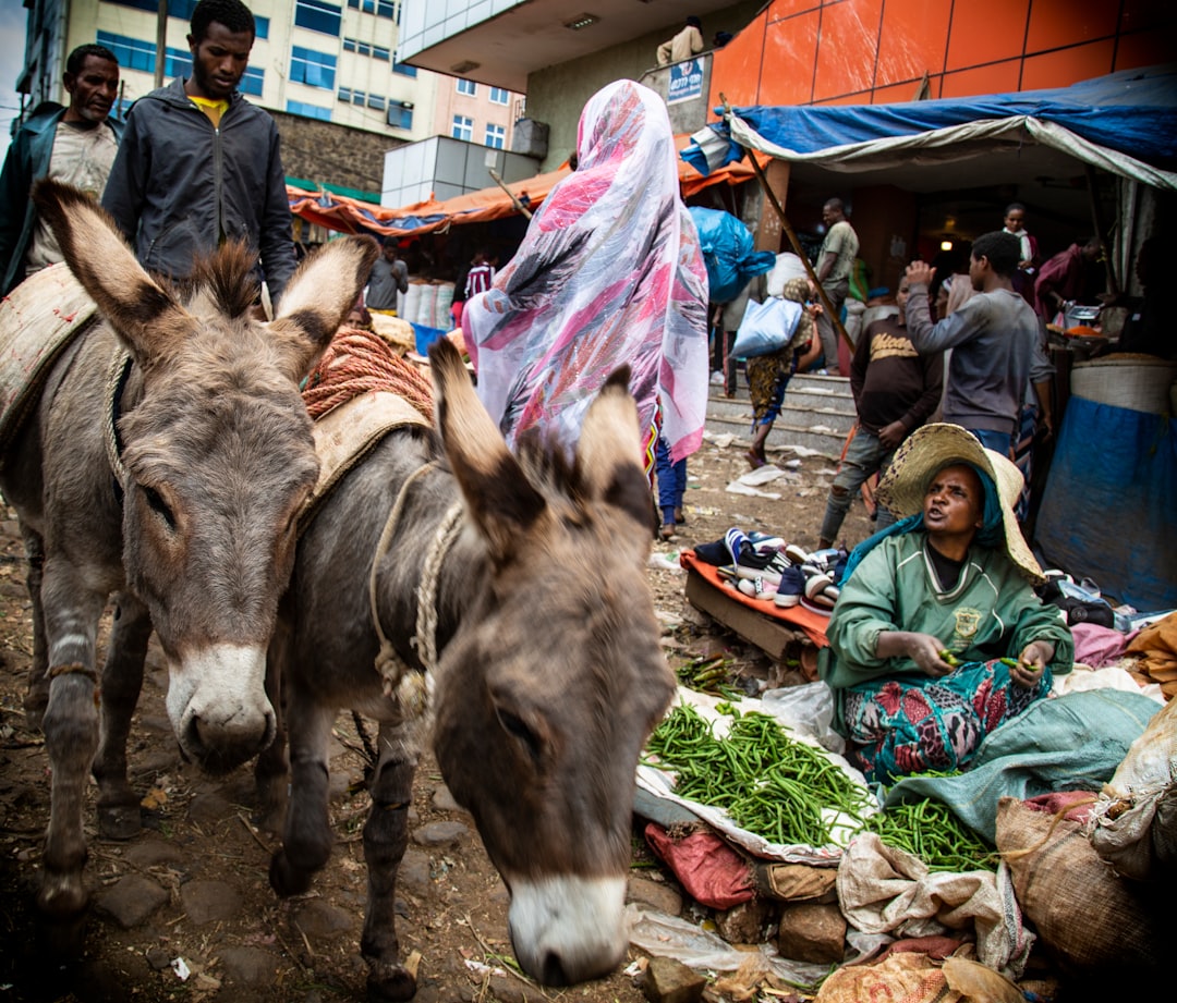 Mascalo: A Corner of Untouched Nature in Ethiopia - G2Q6+P8 Wag | Secret World Trip Planner