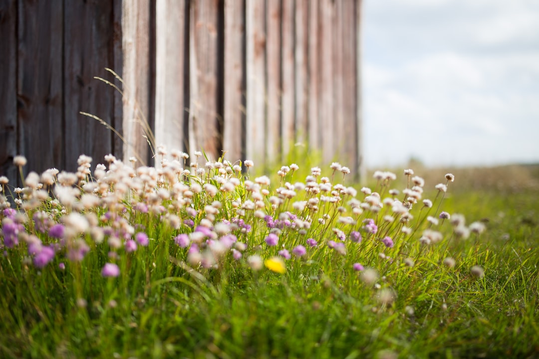 Fårö: naturaleza salvaje y raukar en el Báltico - Fårö | Secret World Trip Planner
