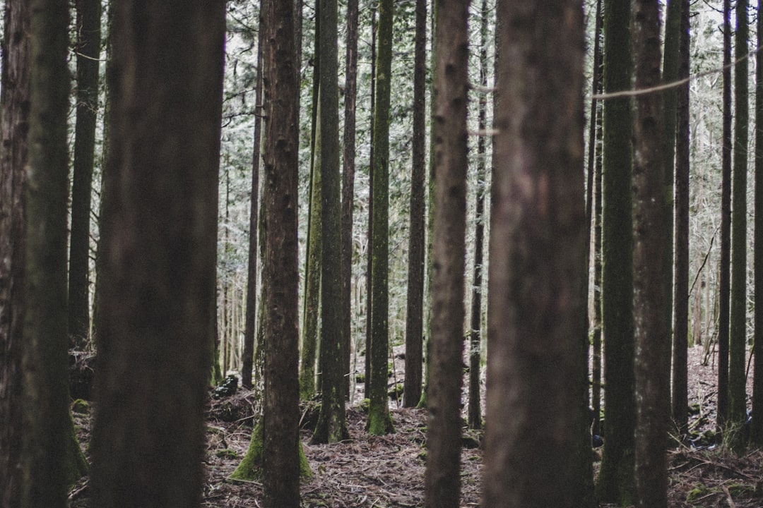 Aokigahara: sentieri nel mare di alberi del Fuji - Minamitsuru District | Secret World Trip Planner