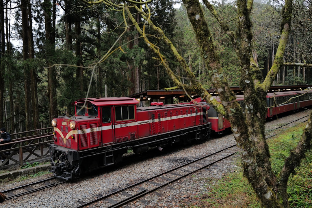 Alishan: senderos entre cipreses y nubes - Zhongzheng Village | Secret World Trip Planner