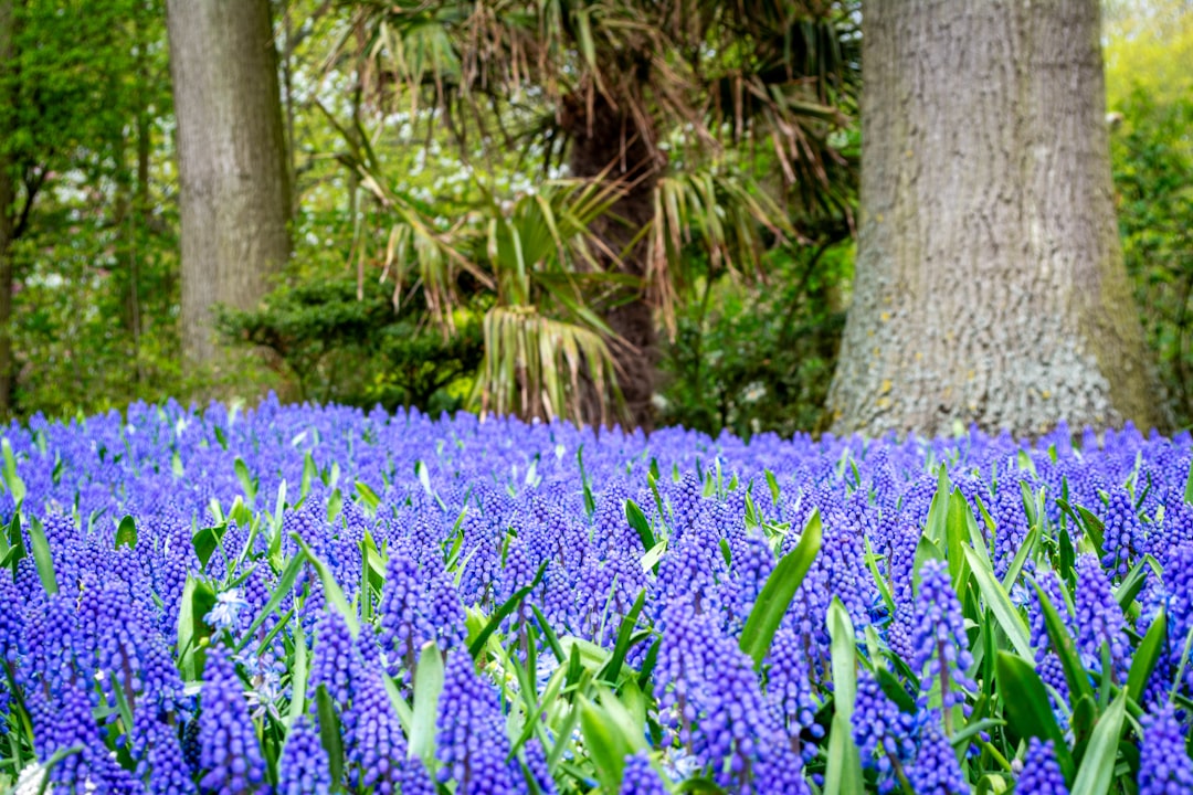 Keukenhof : sept millions de fleurs à Lisse au printemps - Spekkelaan 18 | Secret World Trip Planner