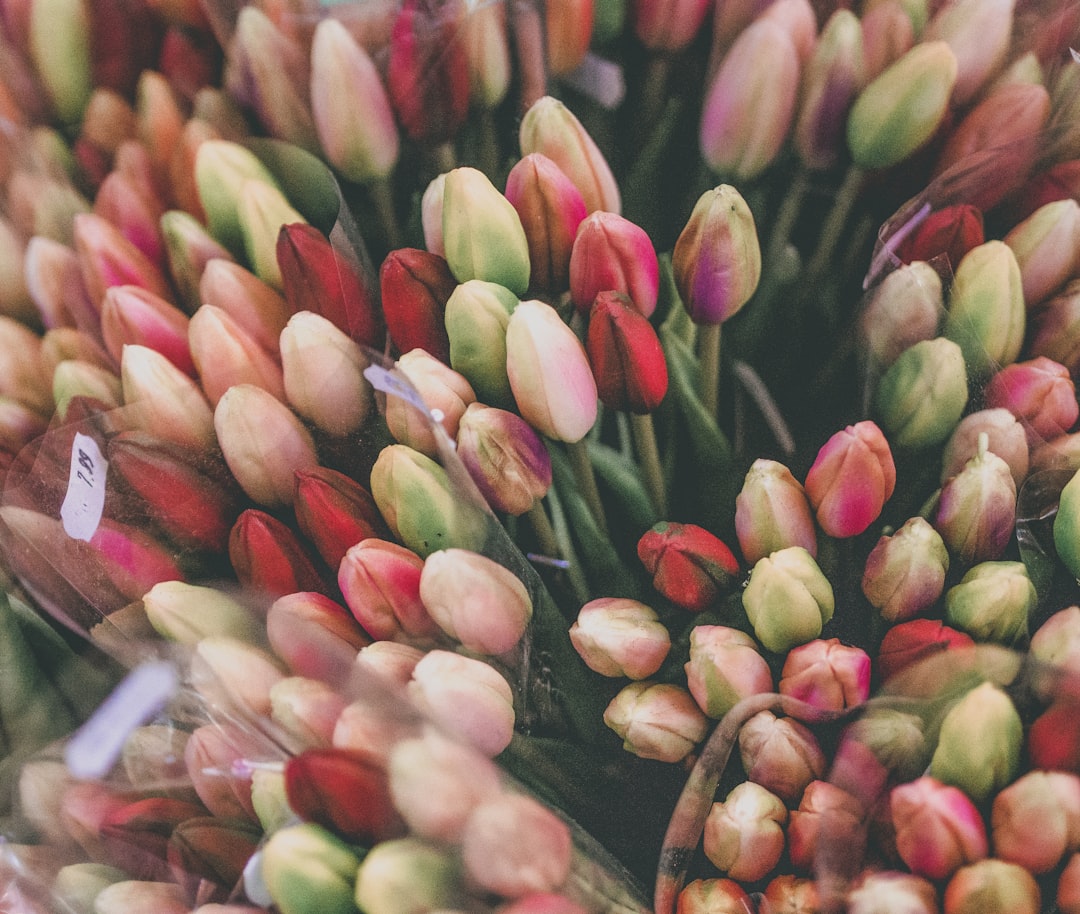 Blumenmarkt in Amsterdam: Der schwimmende Tulpenmarkt - Singel 630 | Secret World Trip Planner