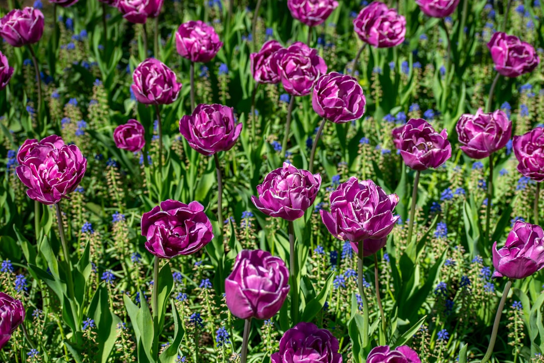Keukenhof: Sieben Millionen Tulpen in Lisse blühen - Spekkelaan 18 | Secret World Trip Planner