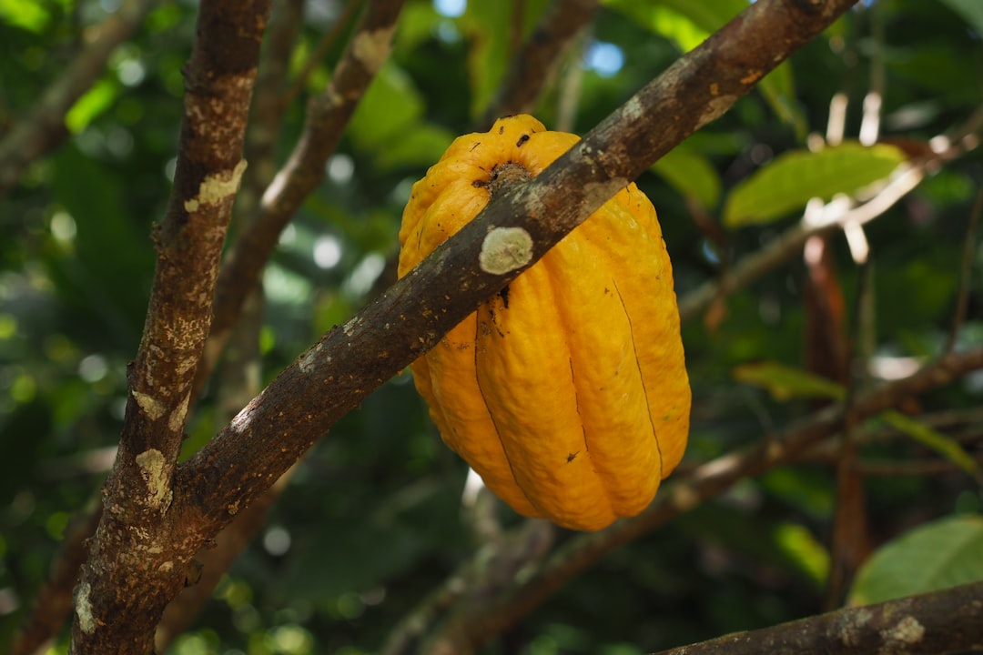 El Yunque: tramonti sulla foresta pluviale di Porto Rico - El Yunque | Secret World Trip Planner