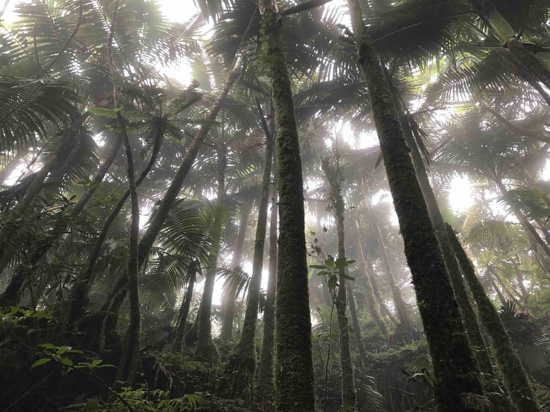 El Yunque: Sonnenuntergänge im Regenwald von Puerto Rico - El Yunque | Secret World Trip Planner