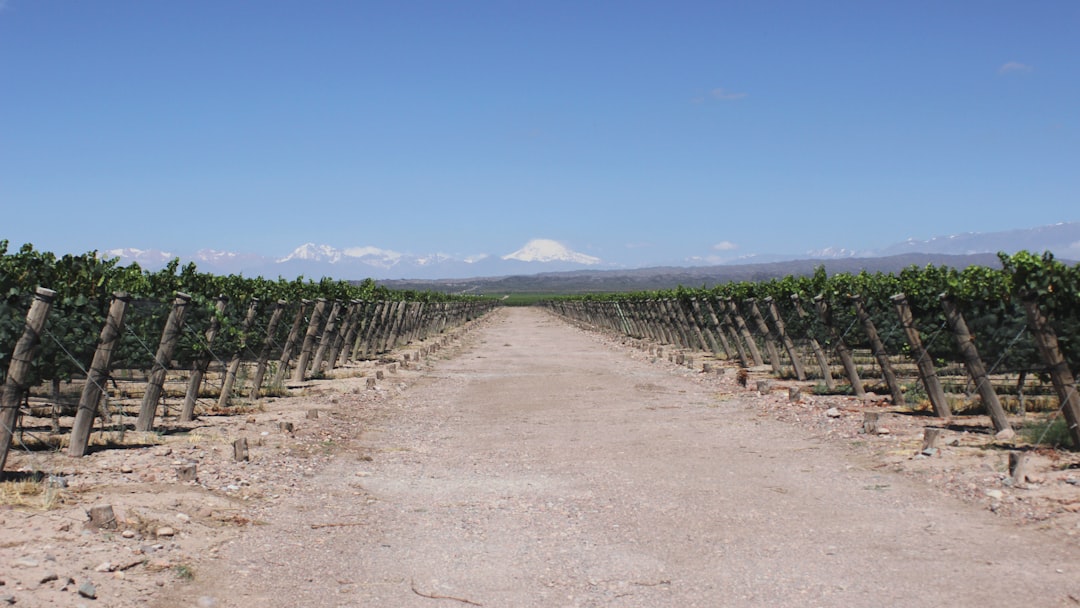 Campamento de Vino en Mendoza: Malbec a los Pies de los Andes - Primitivo de la Reta 992 | Secret World Trip Planner