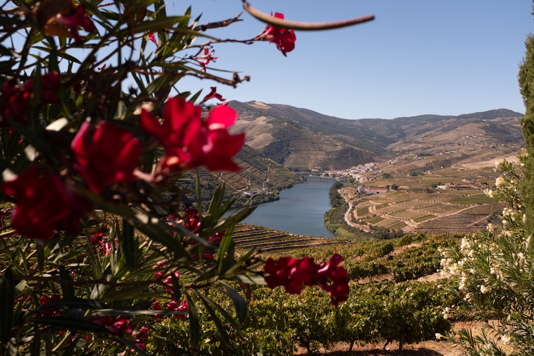 Vini del Douro: la Valle del Porto a Peso da Régua | Secret World Trip Planner
