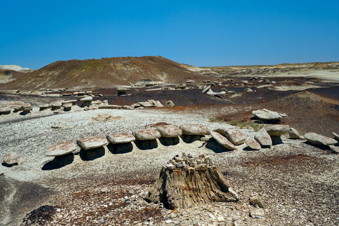 Foresta Pietrificata di Sigri: panorami sull'Egeo - Sigri | Secret World Trip Planner