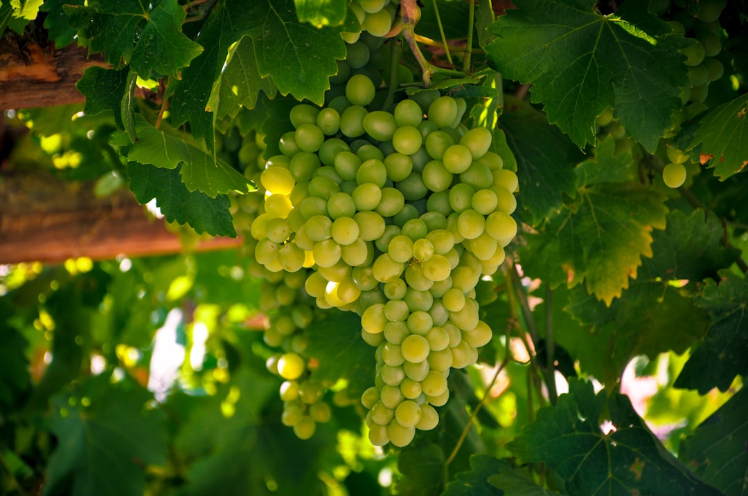 Shiraz, Iran: la patria originaria dell'uva Syrah - Saadi St | Secret World Trip Planner