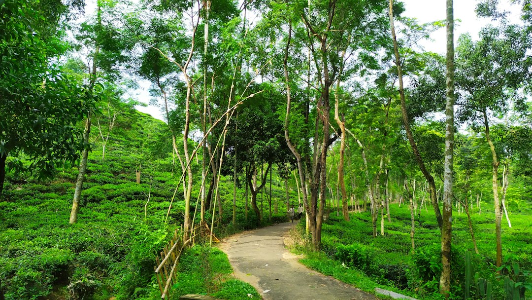 Udawatta Kele: la selva real sobre Kandy - Sangamitta Mawatha | Secret World Trip Planner