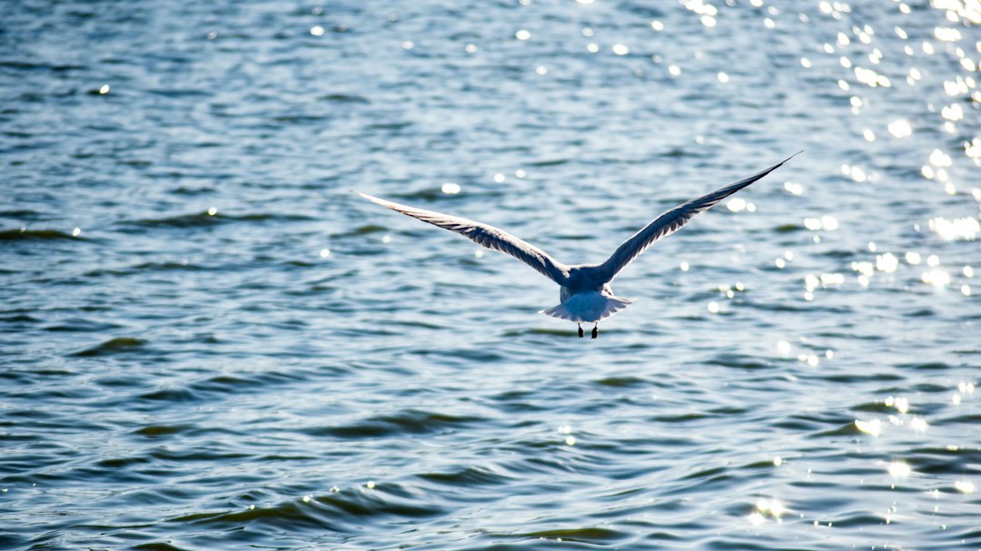 Lago di Palić : la perle Art Nouveau de Serbie - Palic Lake | Secret World Trip Planner