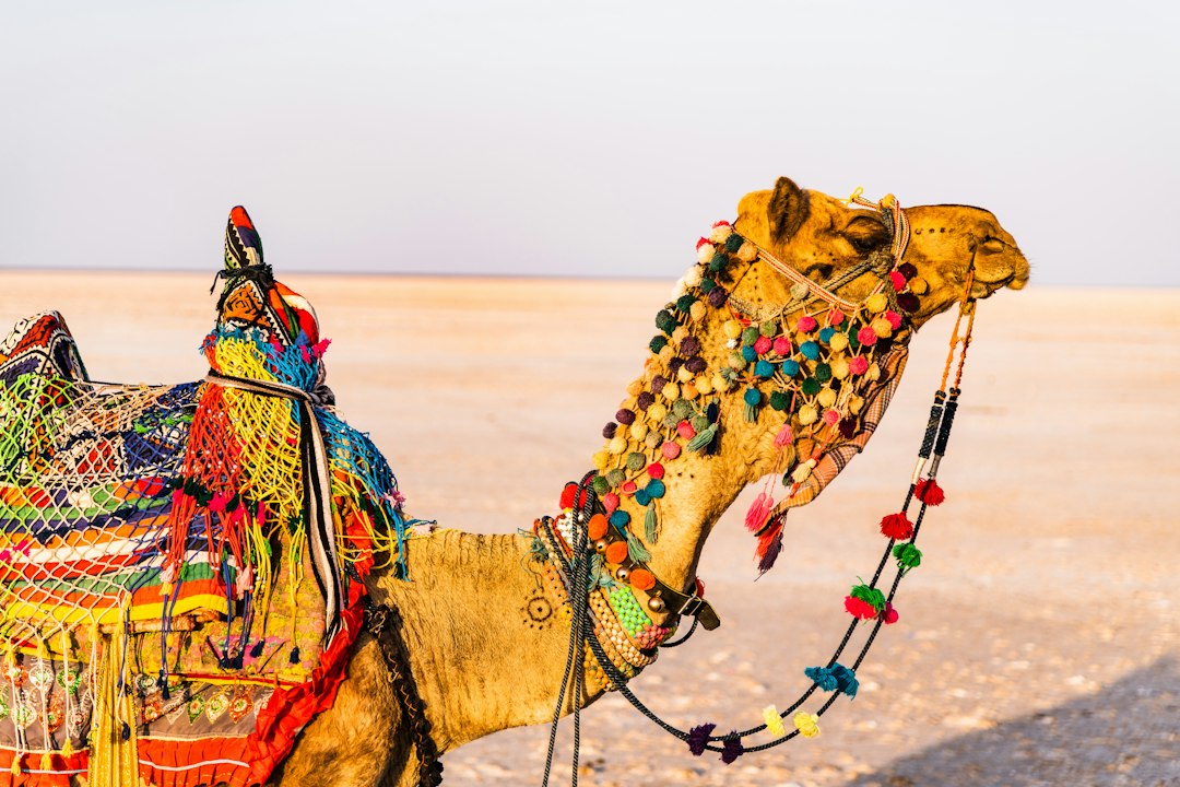 Rann of Kutch: der größte Salzsee der Welt - Juna | Secret World Trip Planner