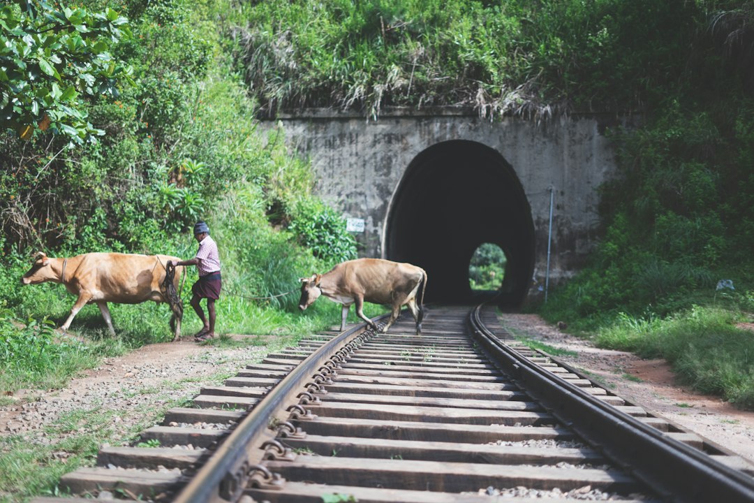 Neuf Arches : le viaduc colonial de Demodara - Akasa road | Secret World Trip Planner