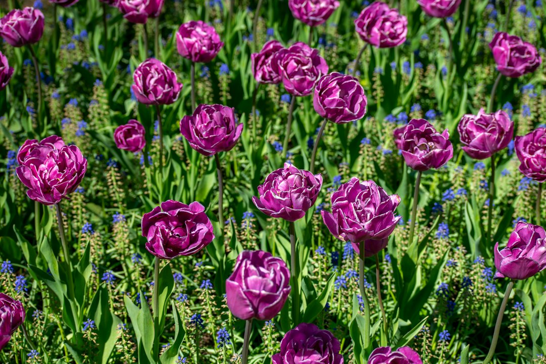 Campi di tulipani a Keukenhof: in bici tra i colori - Zilkerbinnenweg 26 | Secret World Trip Planner