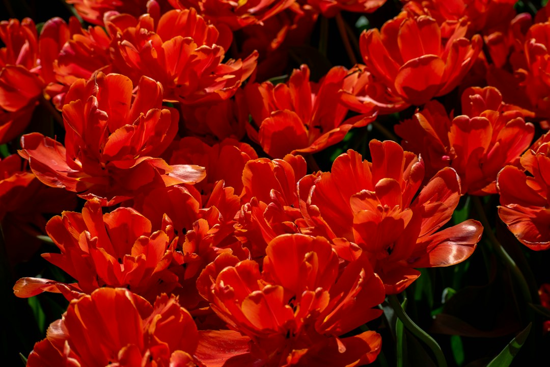 Tulpenfelder in Keukenhof: Mit dem Rad durch Farben - Zilkerbinnenweg 26 | Secret World Trip Planner