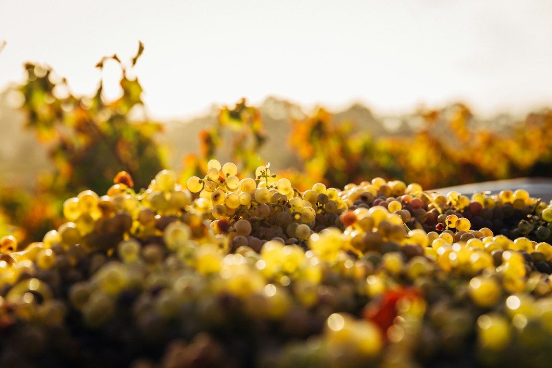 Barossa Valley: vini e vigne centenarie in Australia - Barossa Valley | Secret World Trip Planner