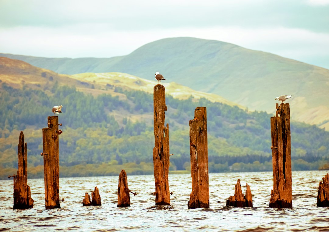 Découvrir le Bird Hide en Écosse : une sortie inoubliable — R4WP+QF Castle Douglas