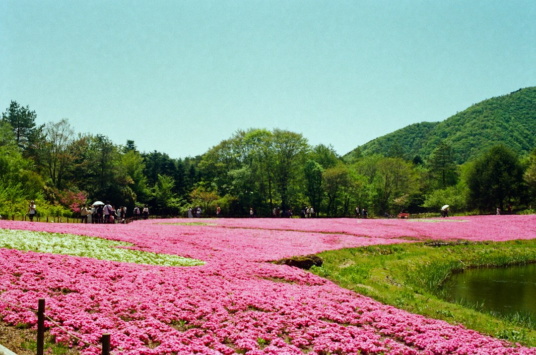 Shibazakura Takinoue : le tapis rose d'Hokkaido - Mombetsu District | Secret World Trip Planner