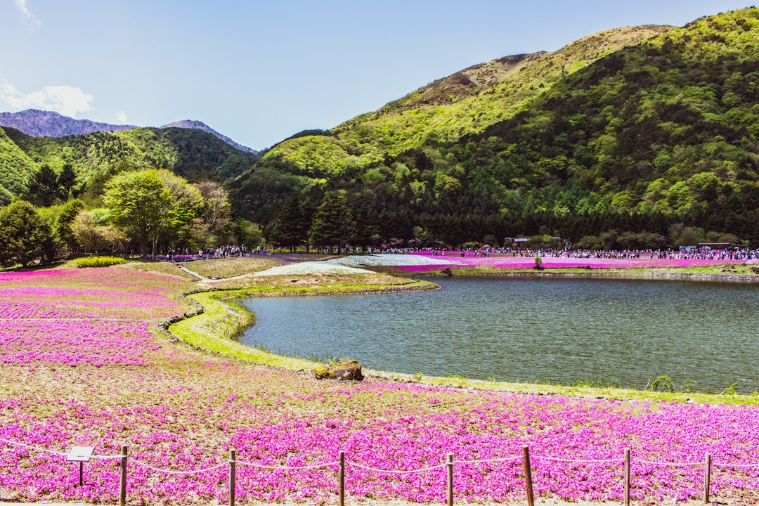 Shibazakura Takinoue : le tapis rose d'Hokkaido - Mombetsu District | Secret World Trip Planner