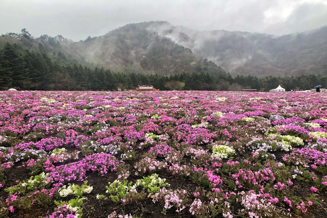Shibazakura Takinoue : le tapis rose d'Hokkaido - Mombetsu District | Secret World Trip Planner