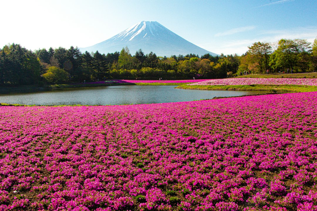 Shibazakura Takinoue : le tapis rose d'Hokkaido - Mombetsu District | Secret World Trip Planner