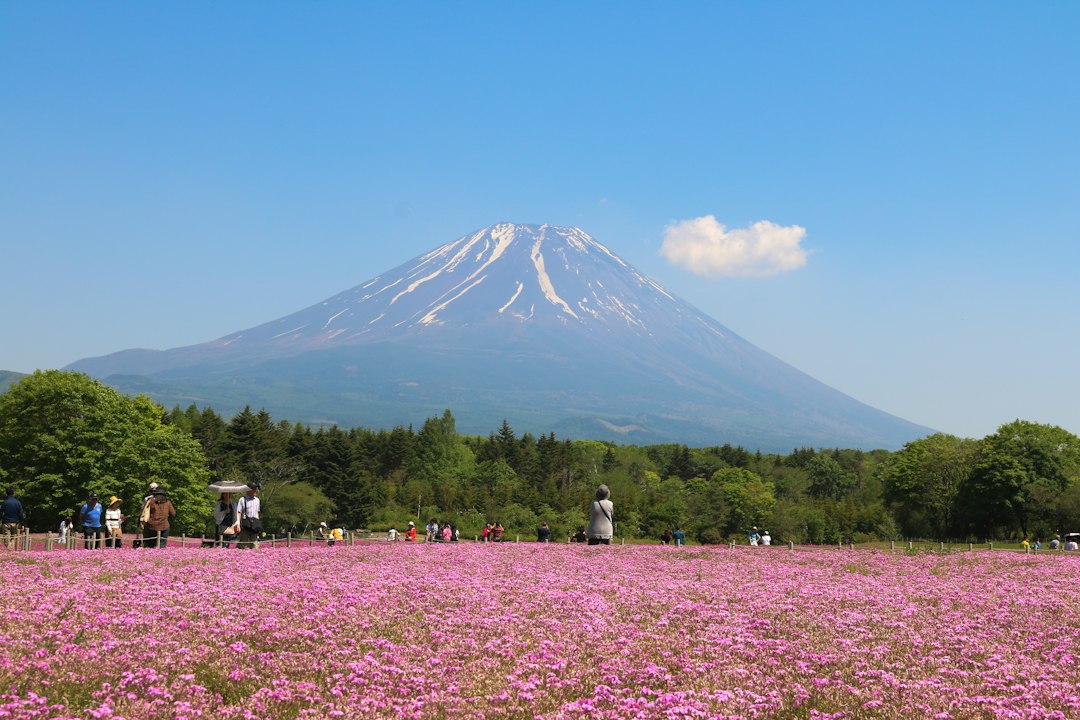 Shibazakura Takinoue: la alfombra rosa de Hokkaido - Mombetsu District | Secret World Trip Planner