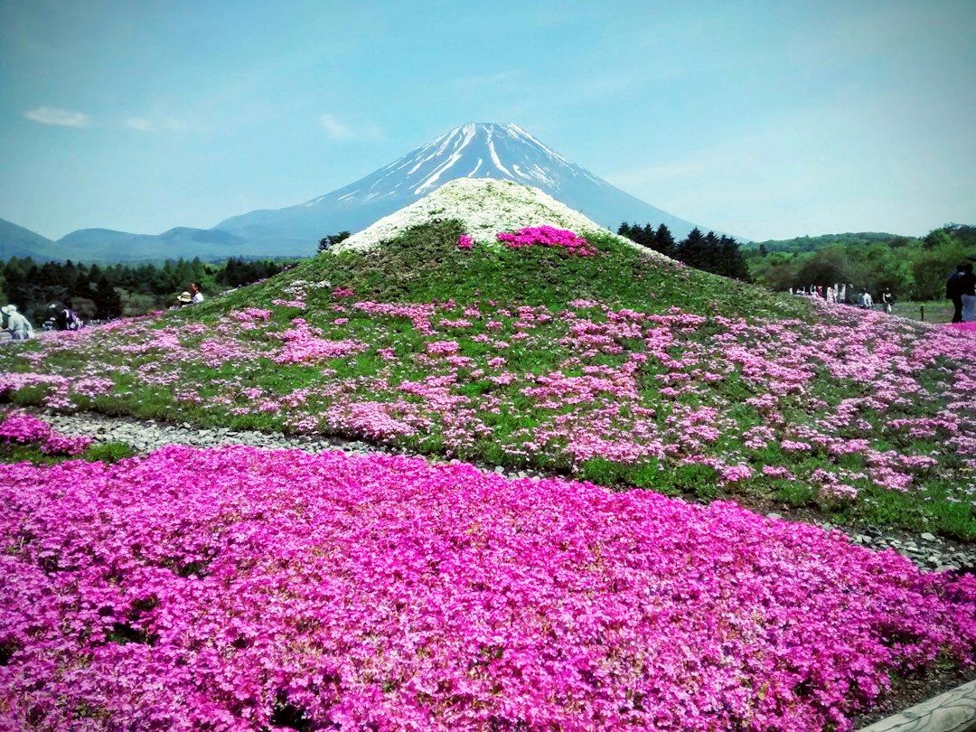Shibazakura Takinoue: la alfombra rosa de Hokkaido - Mombetsu District | Secret World Trip Planner