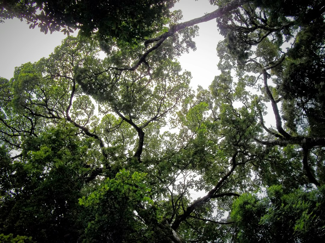 Monteverde: puentes colgantes en la nube - Provincia di Puntarenas | Secret World Trip Planner