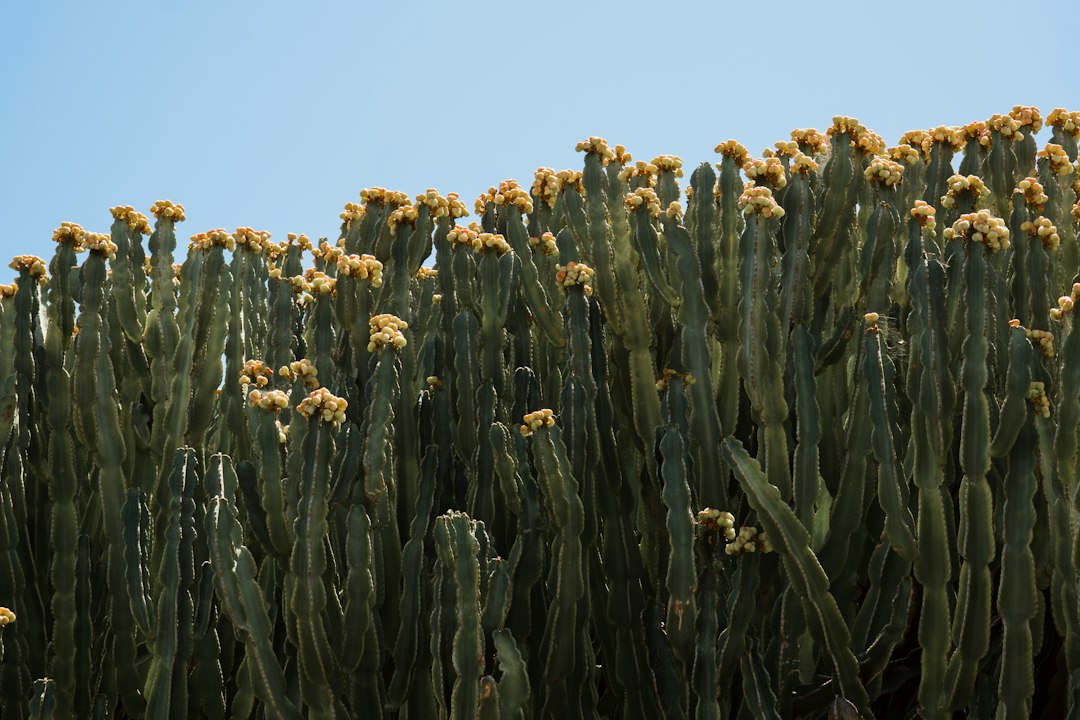 Giardino dei Cactus di Lanzarote: vulcano e arte - 35544 Guatiza | Secret World Trip Planner