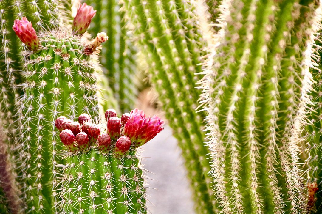 Kaktusgarten Lanzarote: Vulkan und Kunst erleben - 35544 Guatiza | Secret World Trip Planner