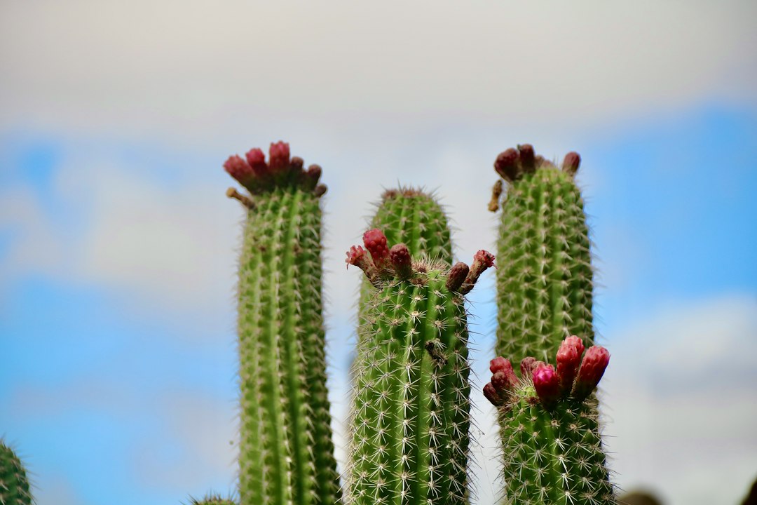 Giardino dei Cactus di Lanzarote: arte y naturaleza - 35544 Guatiza | Secret World Trip Planner