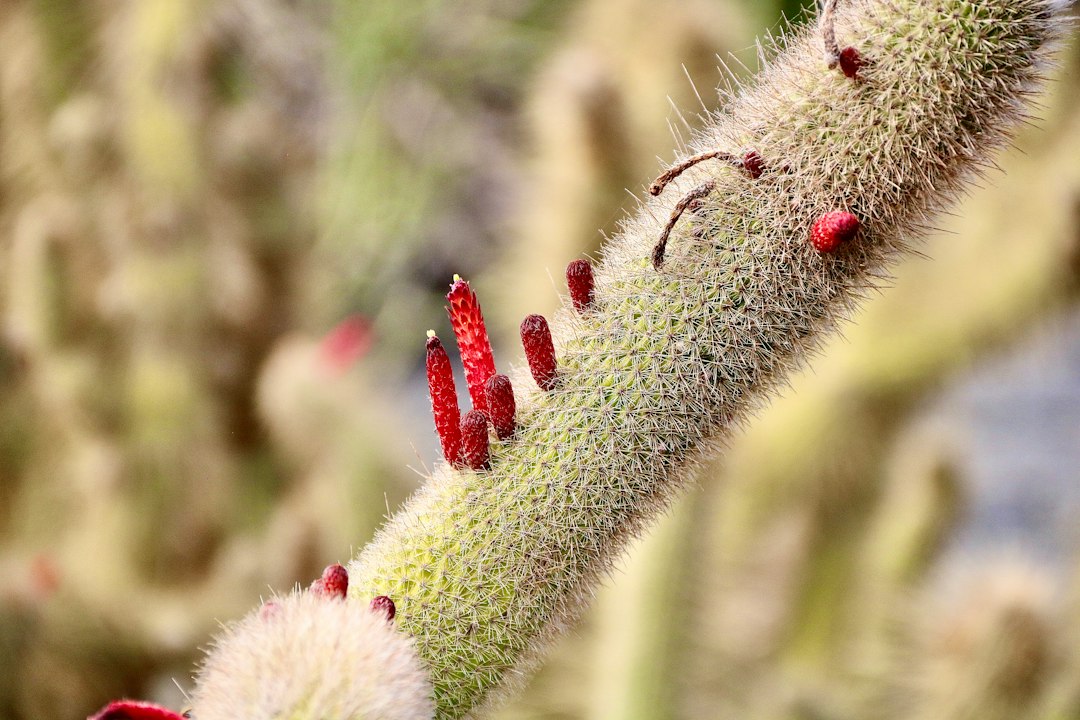 Giardino dei Cactus di Lanzarote: arte y naturaleza - 35544 Guatiza | Secret World Trip Planner