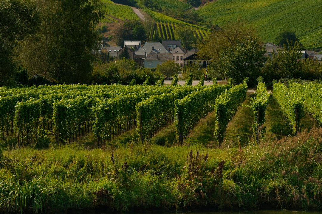 Clos Cabrière: vinos y bodega en la roca de Franschhoek - Franschhoek | Secret World Trip Planner