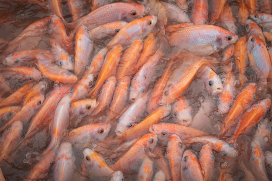Oistins Fish Fry: The Friday Night Party in Barbados - 3F74+CRP | Secret World Trip Planner