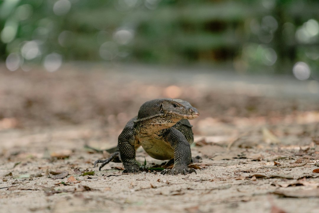 Explorez le Paradis Naturel de Sungei Buloh - 301 Neo Tiew Cres | Secret World Trip Planner