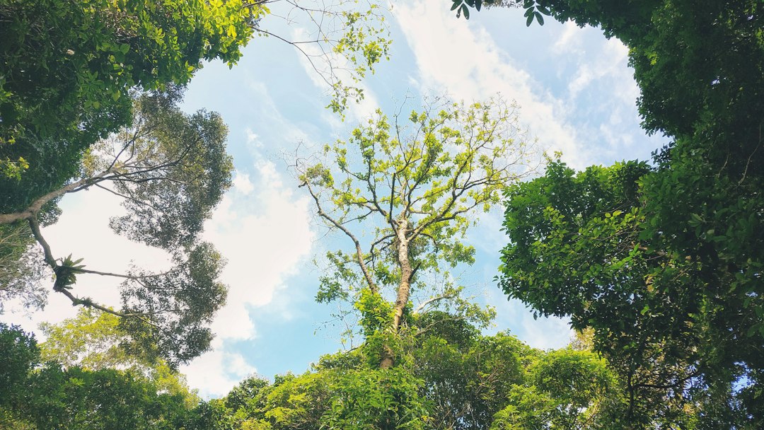 Scoprire la Magia della Riserva Naturale di Bukit Timah - Hindhede Dr | Secret World Trip Planner
