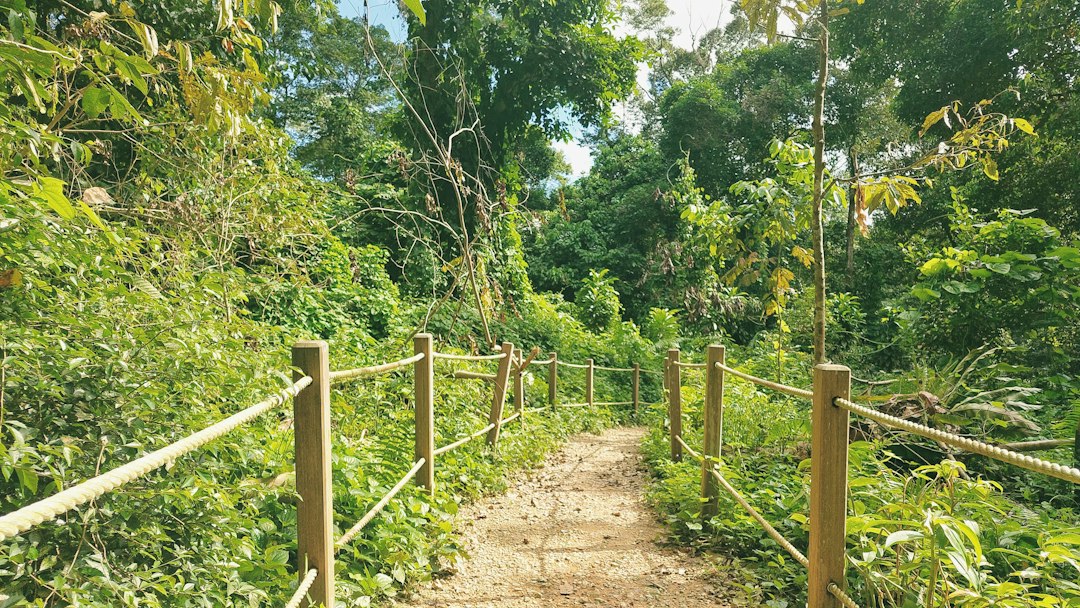 Scoprire la Magia della Riserva Naturale di Bukit Timah - Hindhede Dr | Secret World Trip Planner