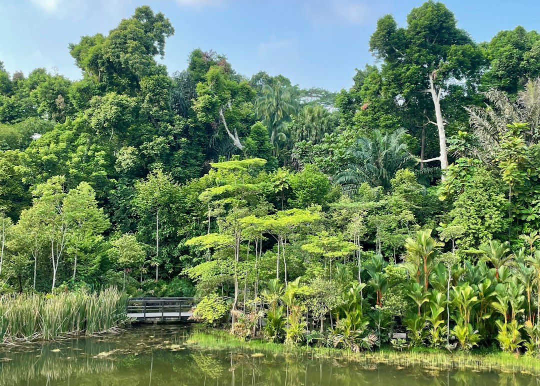 Descubre la Magia del Embalse MacRitchie - MacRitchie Reservoir | Secret World Trip Planner