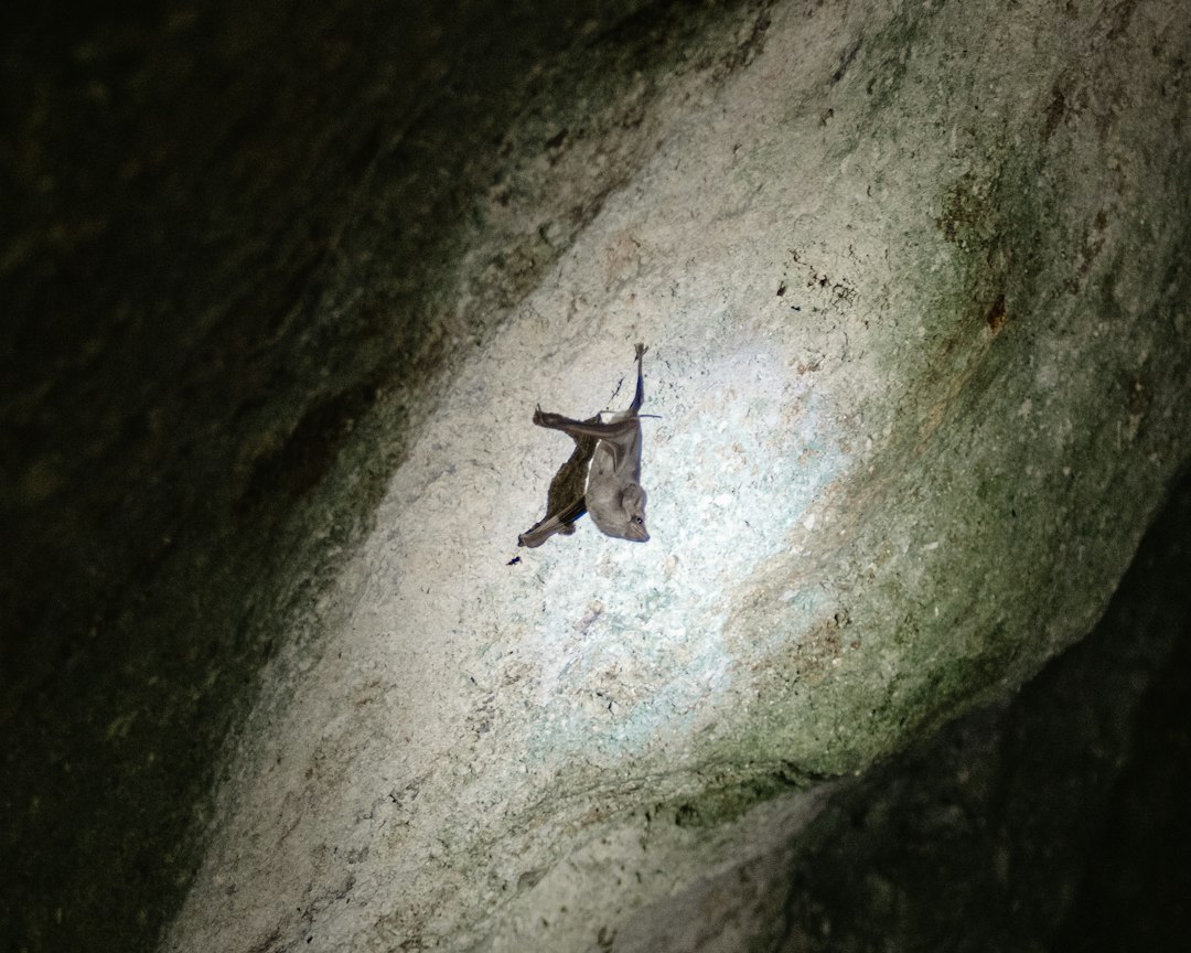 Bat Cave in Krabi: Kayaking Through Hidden Caves - Ko Yao District | Secret World Trip Planner