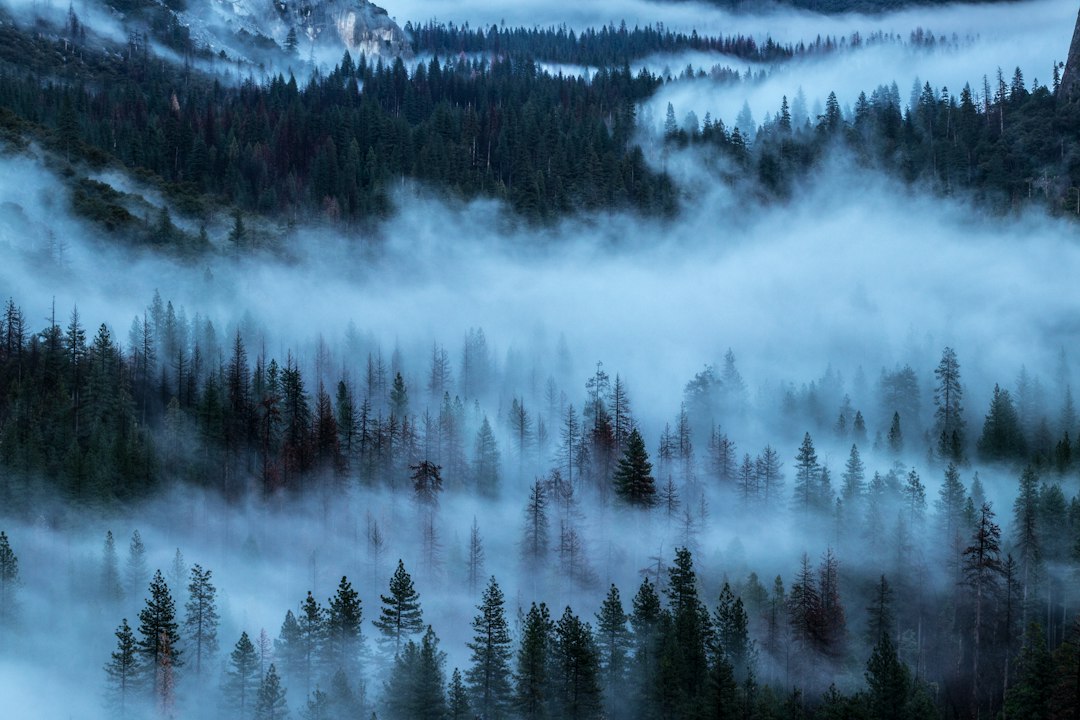 Enchanted Valley: Trail Through Olympic Rainforest — Washington