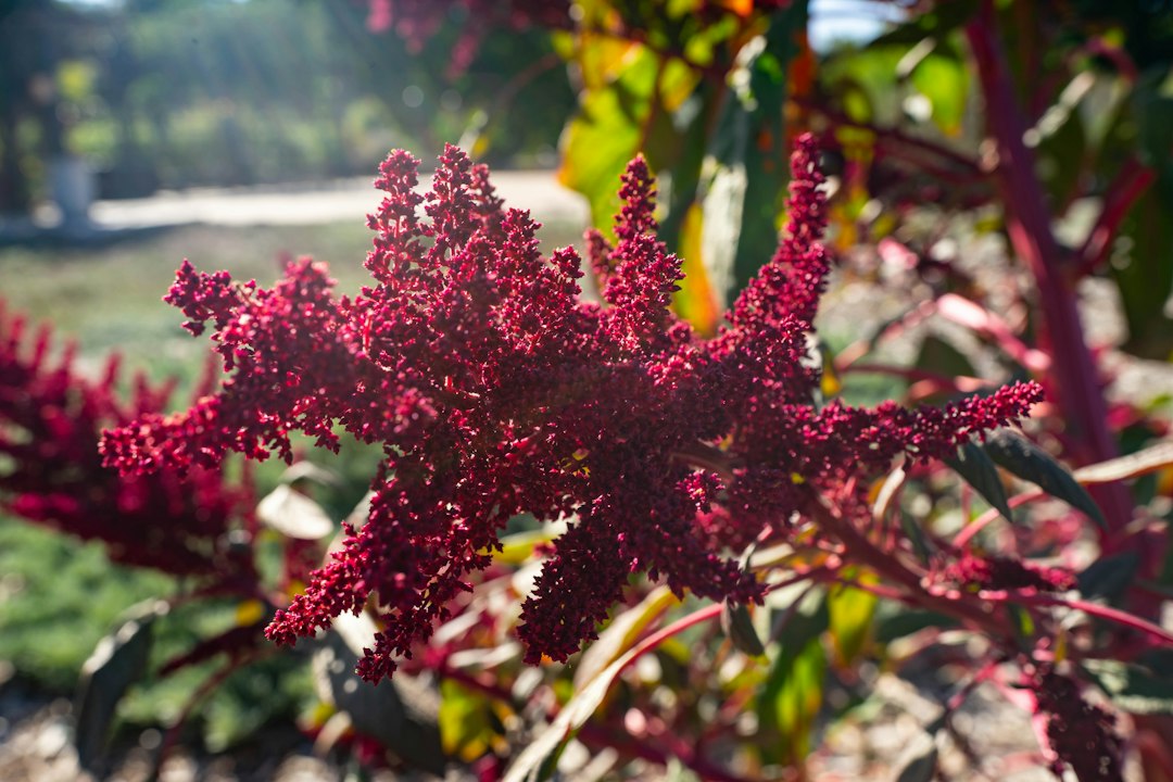 Arboretum di Radomlje: il giardino botanico della Slovenia - Volčji Potok 3 | Secret World Trip Planner