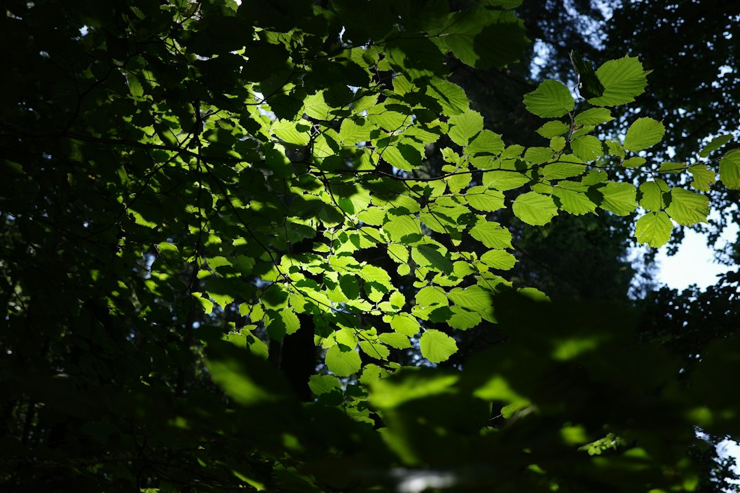 Radomlje Arboretum: Slovenia's Botanical Garden - Volčji Potok 3 | Secret World Trip Planner