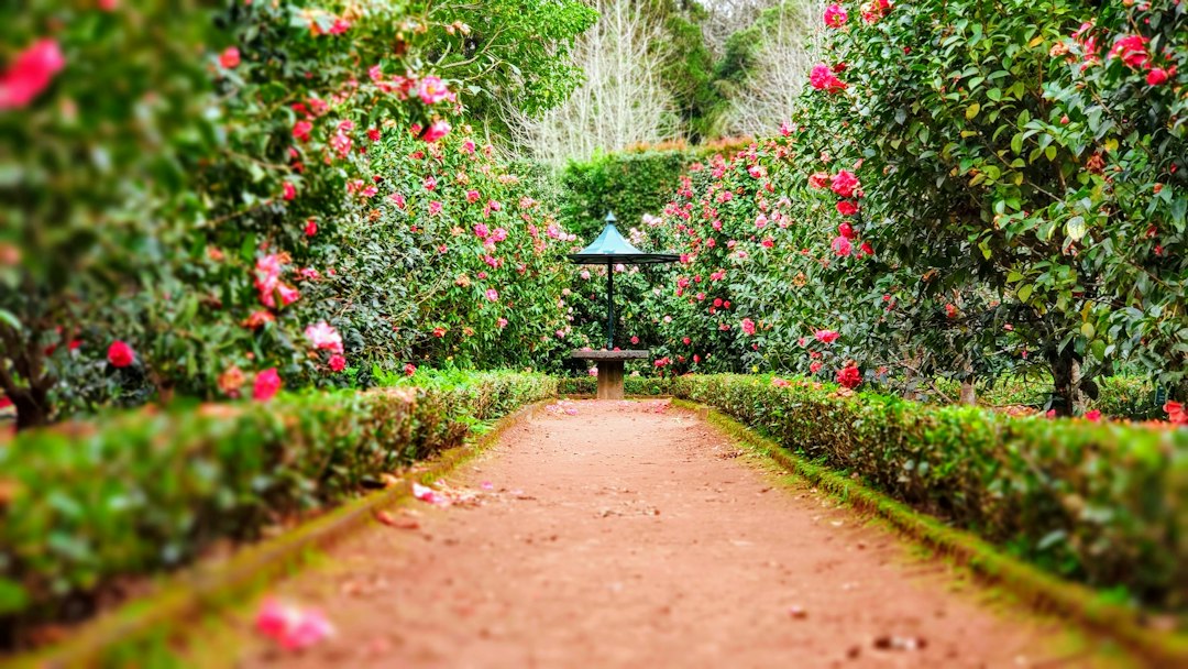 Giardino Botanico di Peradeniya: meraviglia verde a Kandy — Kandy - Colombo Rd