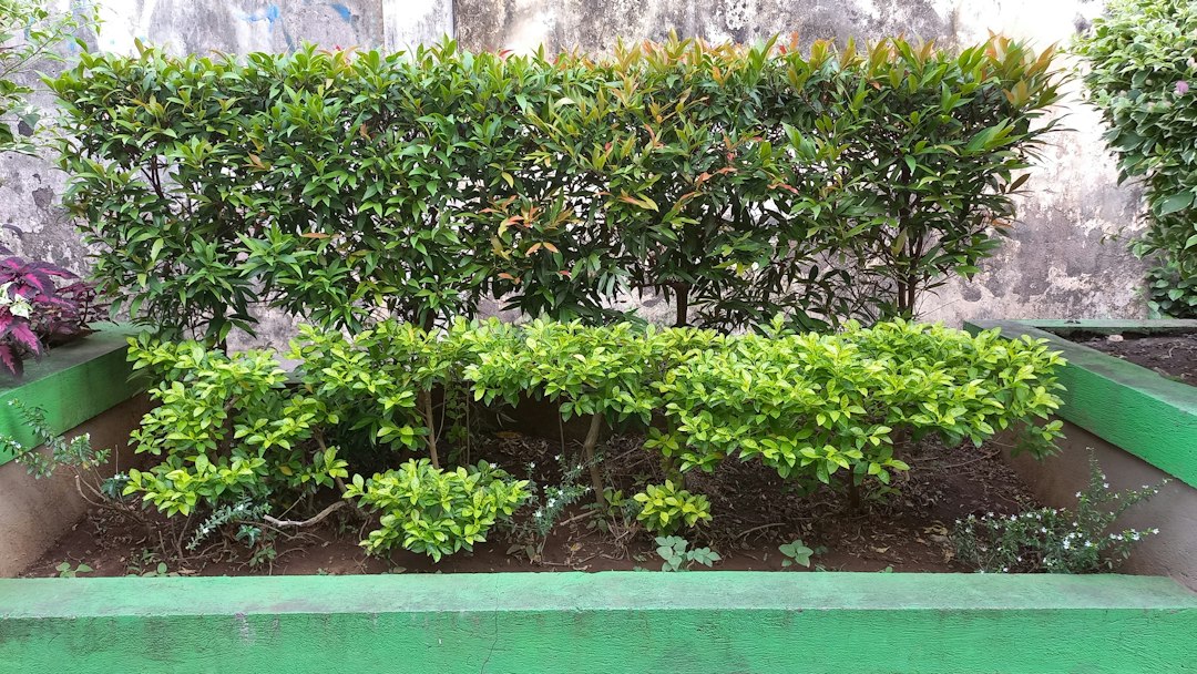 Giardino Botanico di Peradeniya: meraviglia verde a Kandy - Kandy - Colombo Rd | Secret World Trip Planner