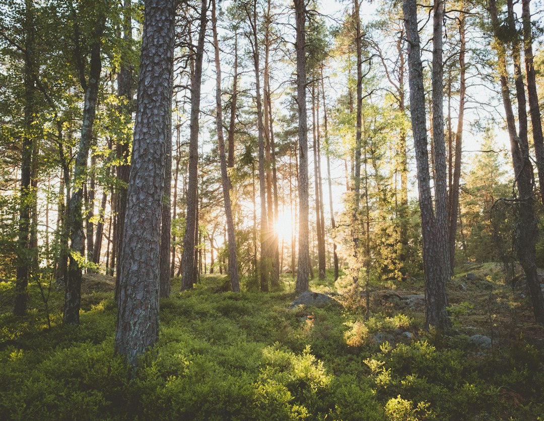 Skogskyrkogården : le cimetière forêt de Stockholm - Sockenvägen | Secret World Trip Planner