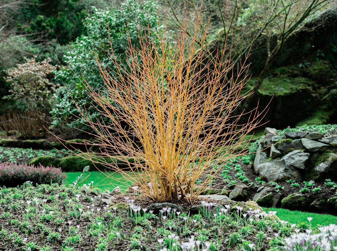 Jardin englouti : le jardin de la carrière de Brentwood Bay — Brentwood Bay