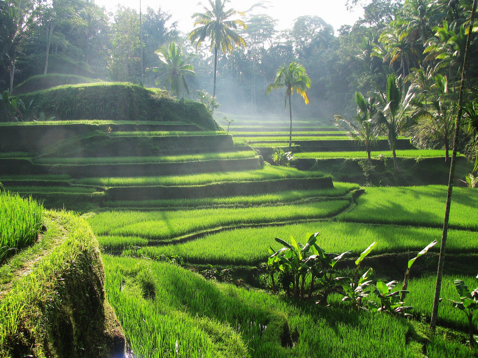 Terrazze del riso di Tegallalang — Kabupaten Gianyar